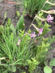 Silene burchellii