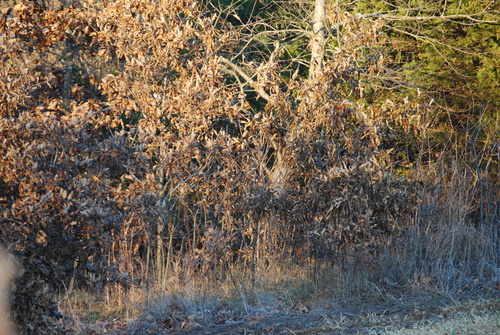 Dark-eyed Junco photographed in Missouri
