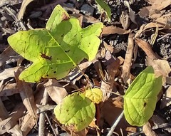 Liriodendron tulipifera