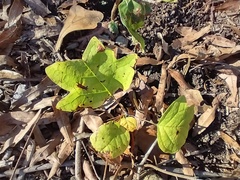 Liriodendron tulipifera