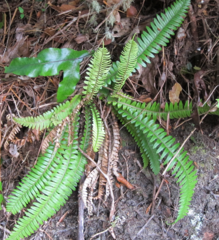 Blechnum durum