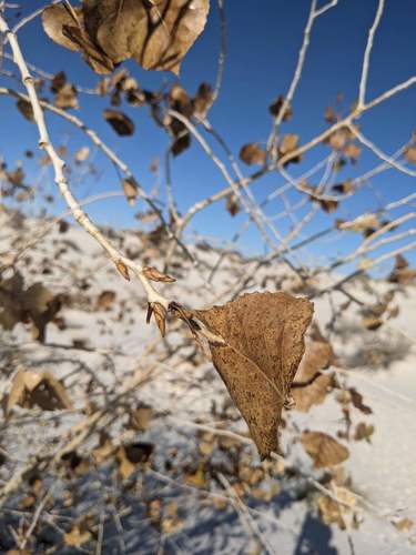 iNaturalist observation 2020-11-11