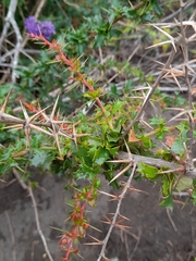 Berberis chilensis
