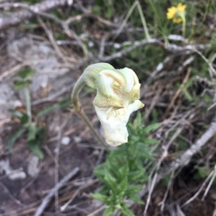 Mandevilla petraea