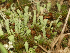 Cladonia cylindrica