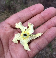 Mandevilla petraea