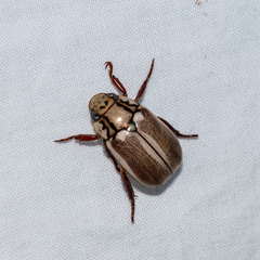 Anoplognathus abnormis