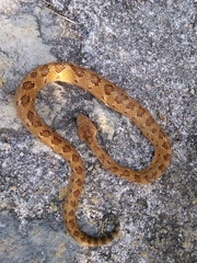 Crotalus tlaloci