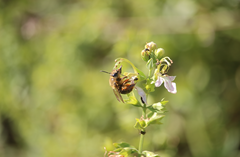 Cadeguala occidentalis