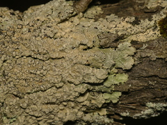 Crespoa crozalsiana