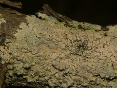 Crespoa crozalsiana