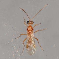 Euphorinae
