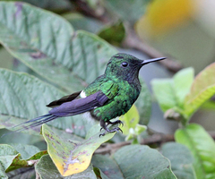 Green Thorntail photo 4