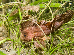 Ablabys macracanthus