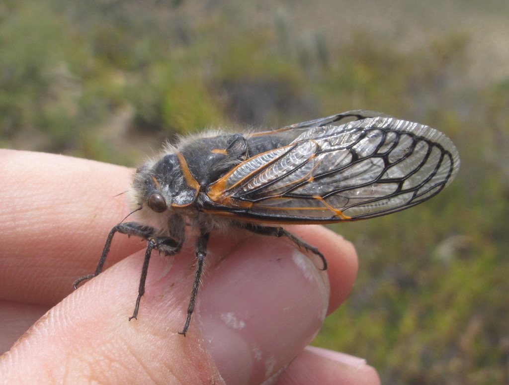 Tettigades lacertosa