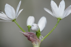 Allium subhirsutum
