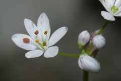 Allium subhirsutum