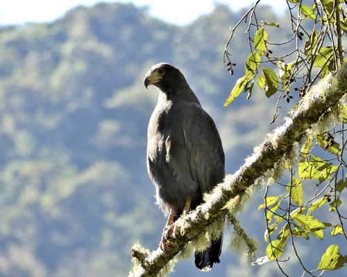 Águila solitaria (Buteogallus solitarius)