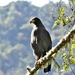 Solitary Eagle - Photo (c) SpyingNaturalist, some rights reserved (CC BY-NC), uploaded by SpyingNaturalist