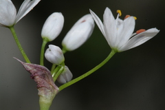 Allium subhirsutum