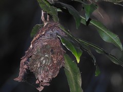 Calligaster himalayensis