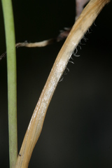 Allium subhirsutum