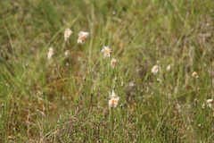 Eriophorum chamissonis