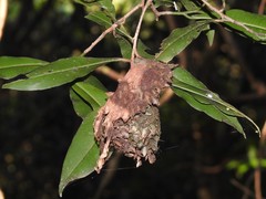 Calligaster himalayensis