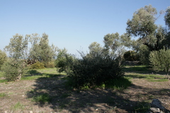 Olea europaea europaea