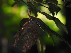 Calligaster himalayensis