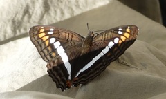 Adelpha alala