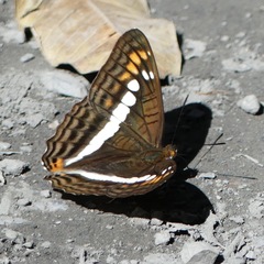 Adelpha alala