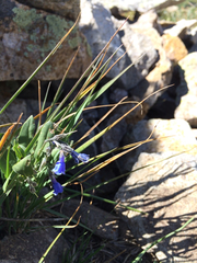 Mertensia lanceolata