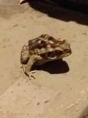 Rhinella diptycha