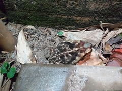 Rhinella diptycha