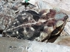 Rhinella diptycha