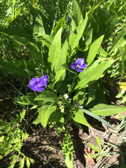 Gentianopsis thermalis
