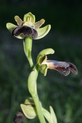 Ophrys fusca iricolor