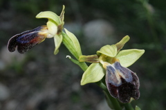Ophrys fusca iricolor