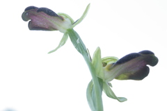 Ophrys fusca iricolor