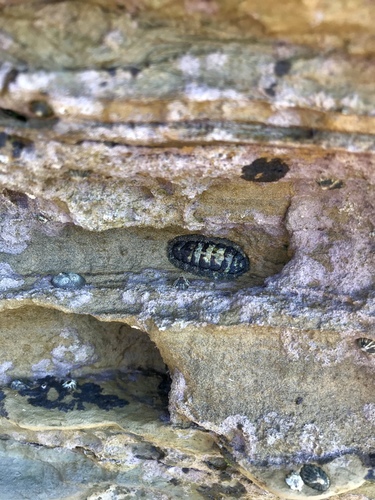 California Spiny Chiton, North Pacific Ocean, San Diego, CA, US, photo 10 of 10