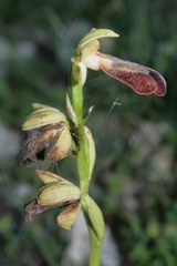 Ophrys fusca iricolor