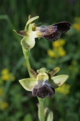 Ophrys fusca iricolor