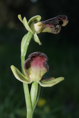Ophrys fusca iricolor