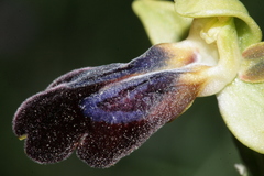 Ophrys fusca iricolor