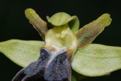Ophrys fusca iricolor