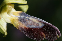 Ophrys fusca iricolor