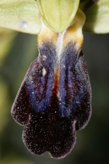 Ophrys fusca iricolor