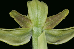 Ophrys fusca iricolor