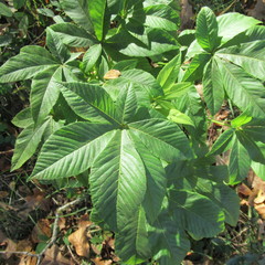 Aesculus glabra arguta